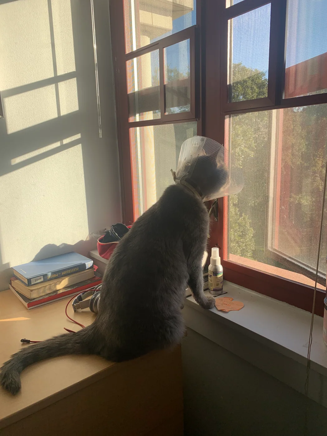 A cat watching the world through a window while wearing a protective cone
