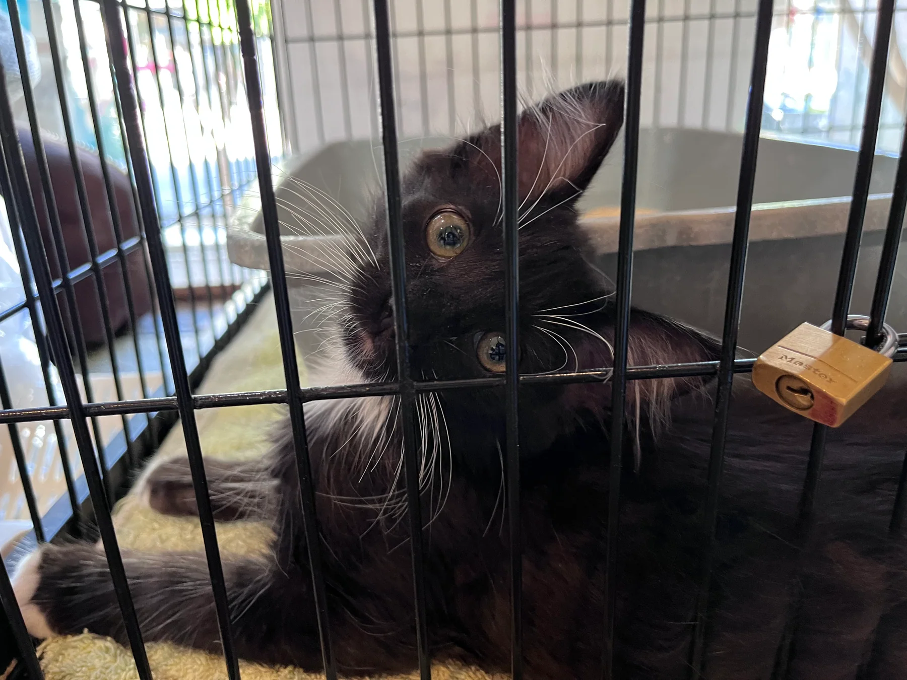 A black kitten looking up from its enclosure